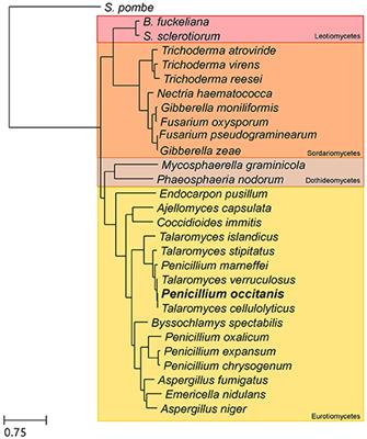 Regulatory Mechanisms of a Highly Pectinolytic Mutant of Penicillium occitanis and Functional Analysis of a Candidate Gene in the Plant Pathogen Fusarium oxysporum